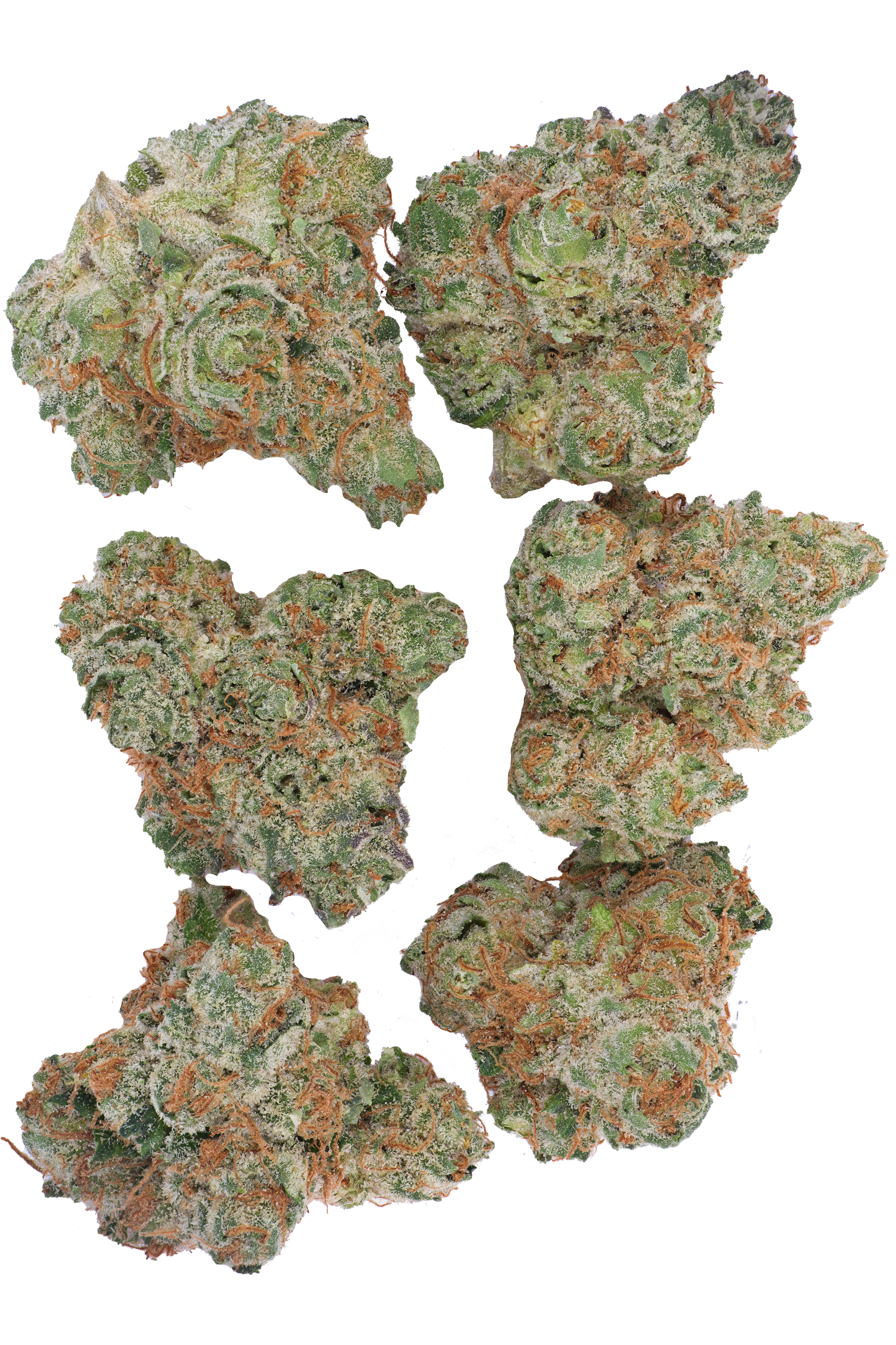 Lemon Orange ( Popcorn Mini )