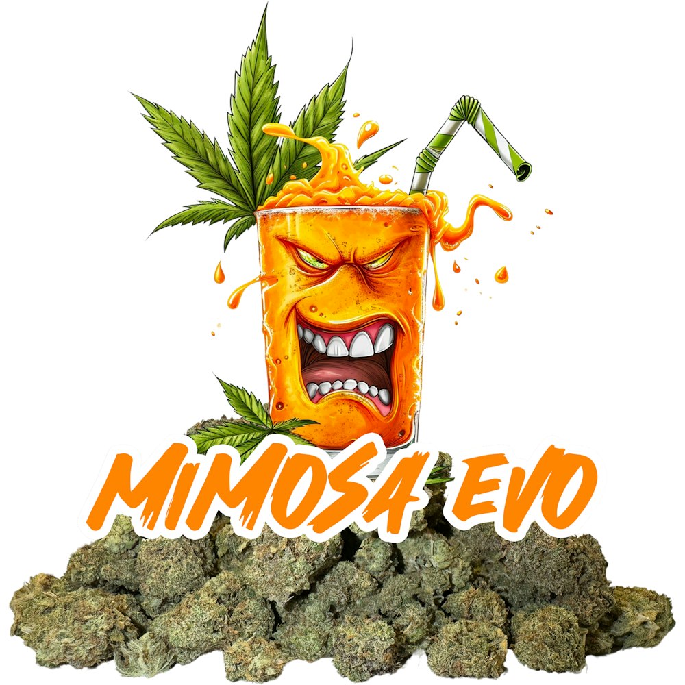 Mimosa Evo Cannabis Strain Weed Delivery Ogth mimosa-evo-cannabis-strain-weed-delivery-ogth