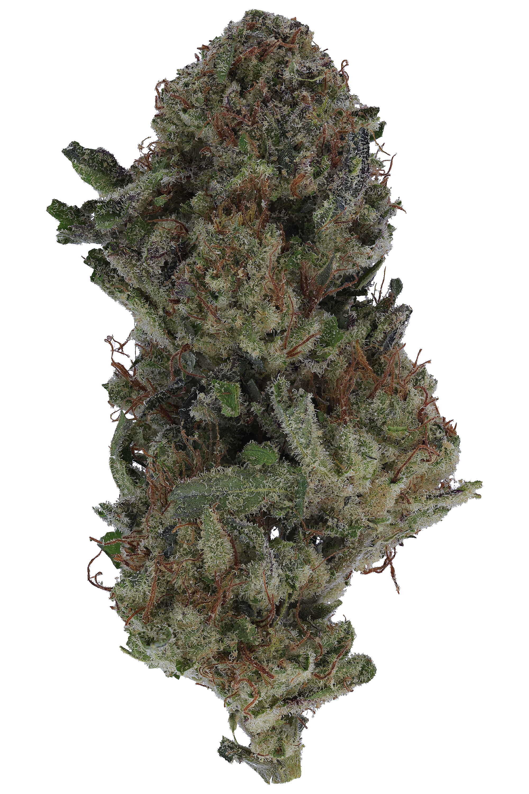 OREOZ 大麻の品種 - 配達 - ogth