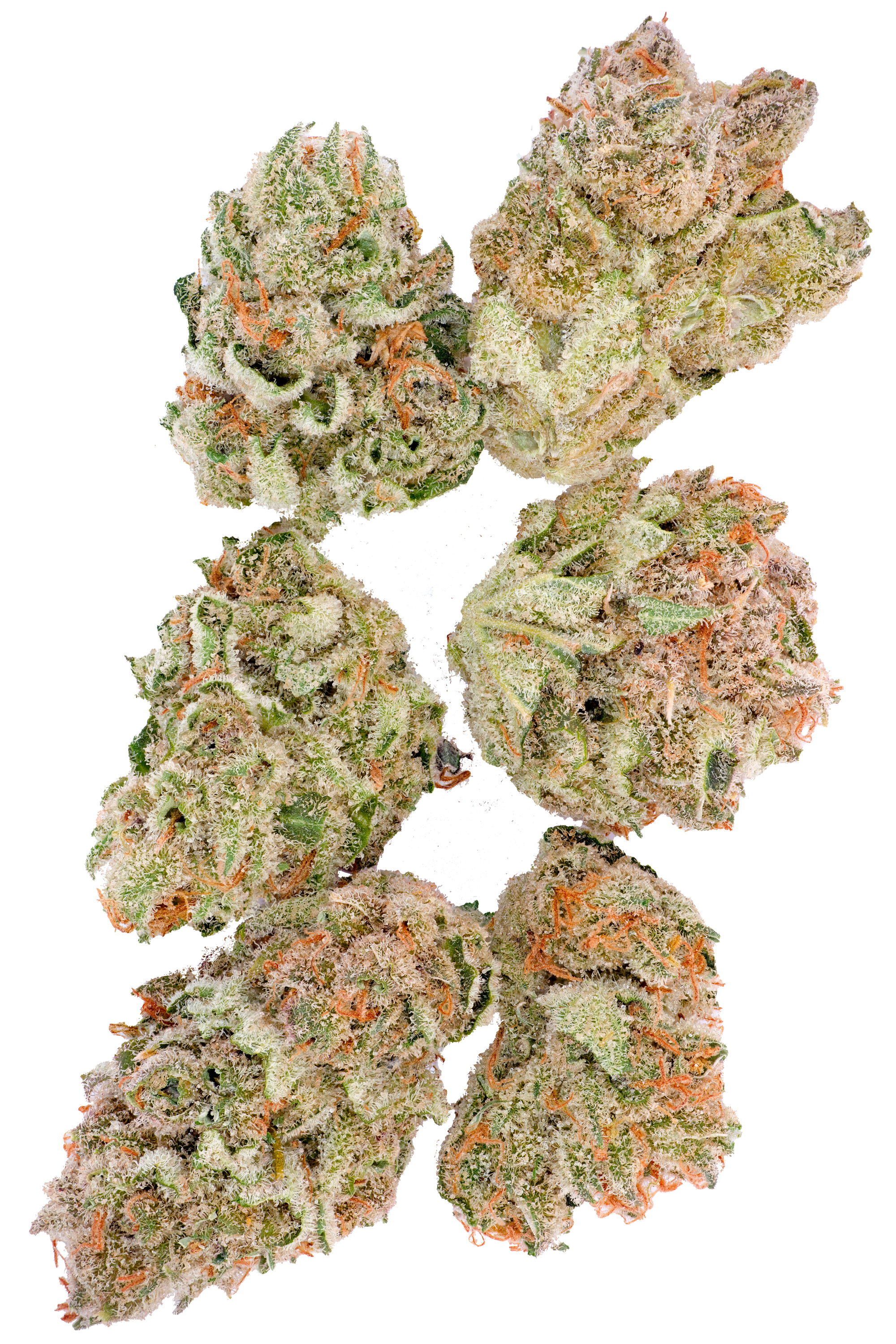 White Gorilla Haze ( Popcorn Mini )